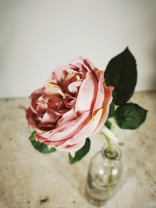 Rose de jardin rose ancien